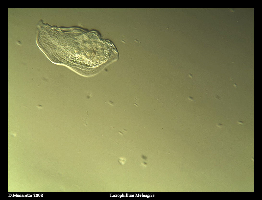 ...Loxophillum Meleagris...